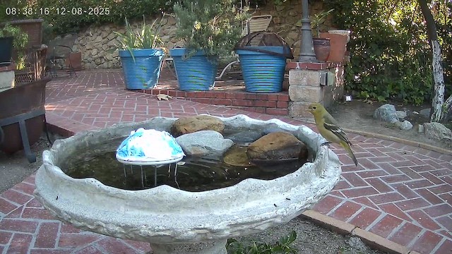 Піранга жовтогуза - ML646590822