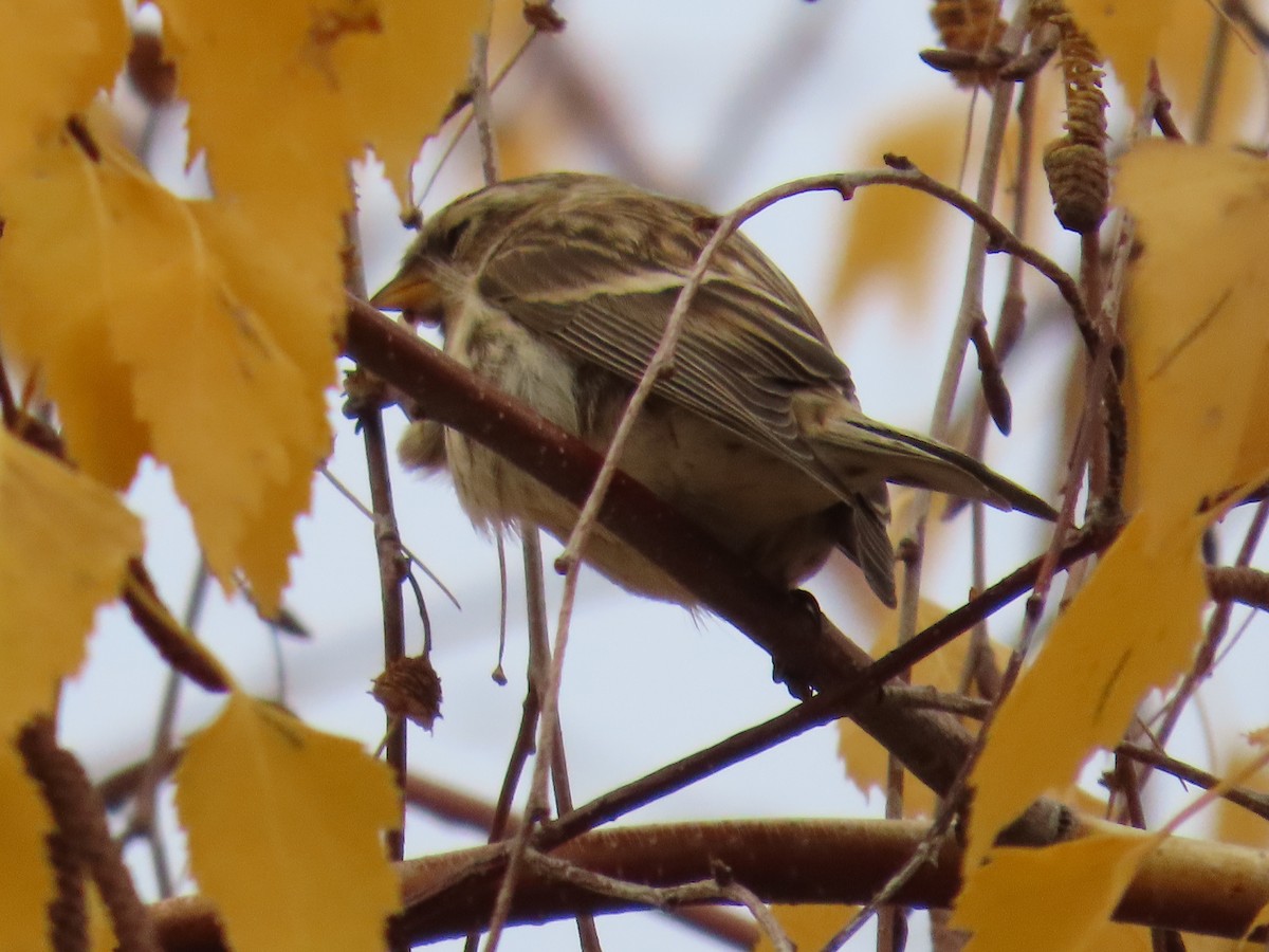 Redpoll - ML646590824