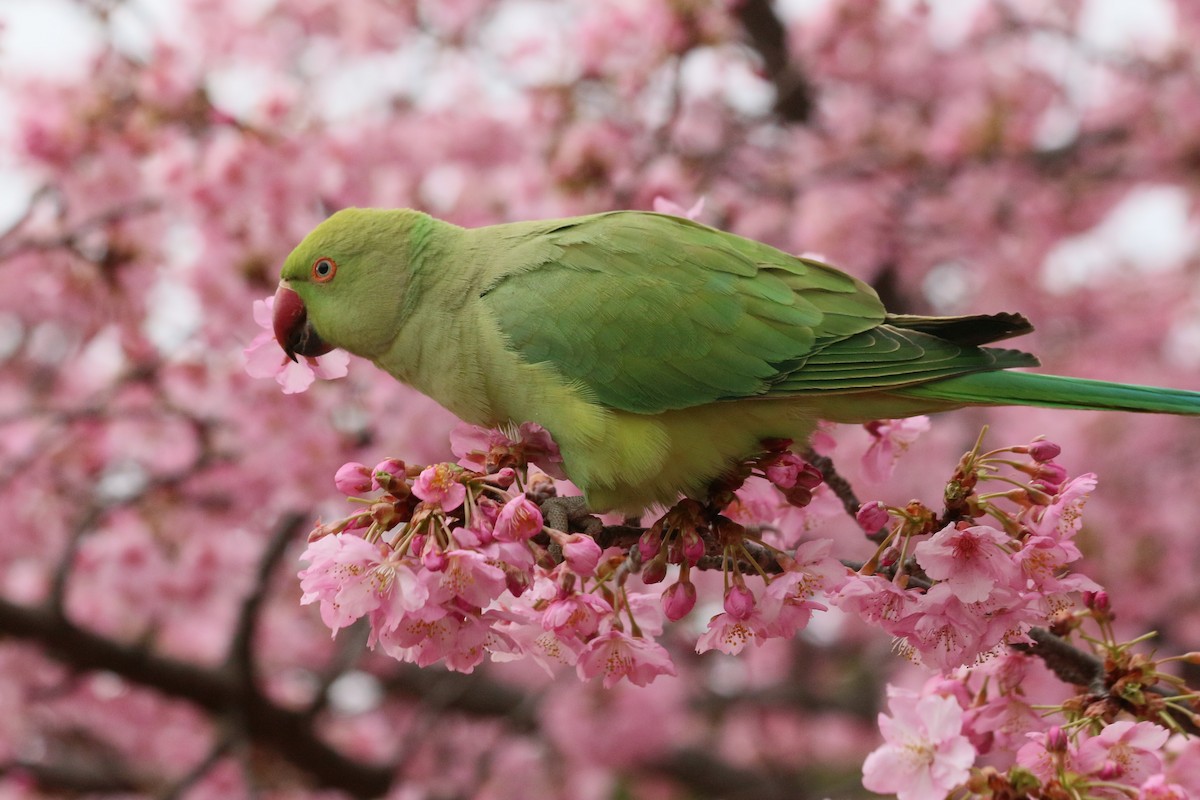 Папуга Крамера - ML646590825