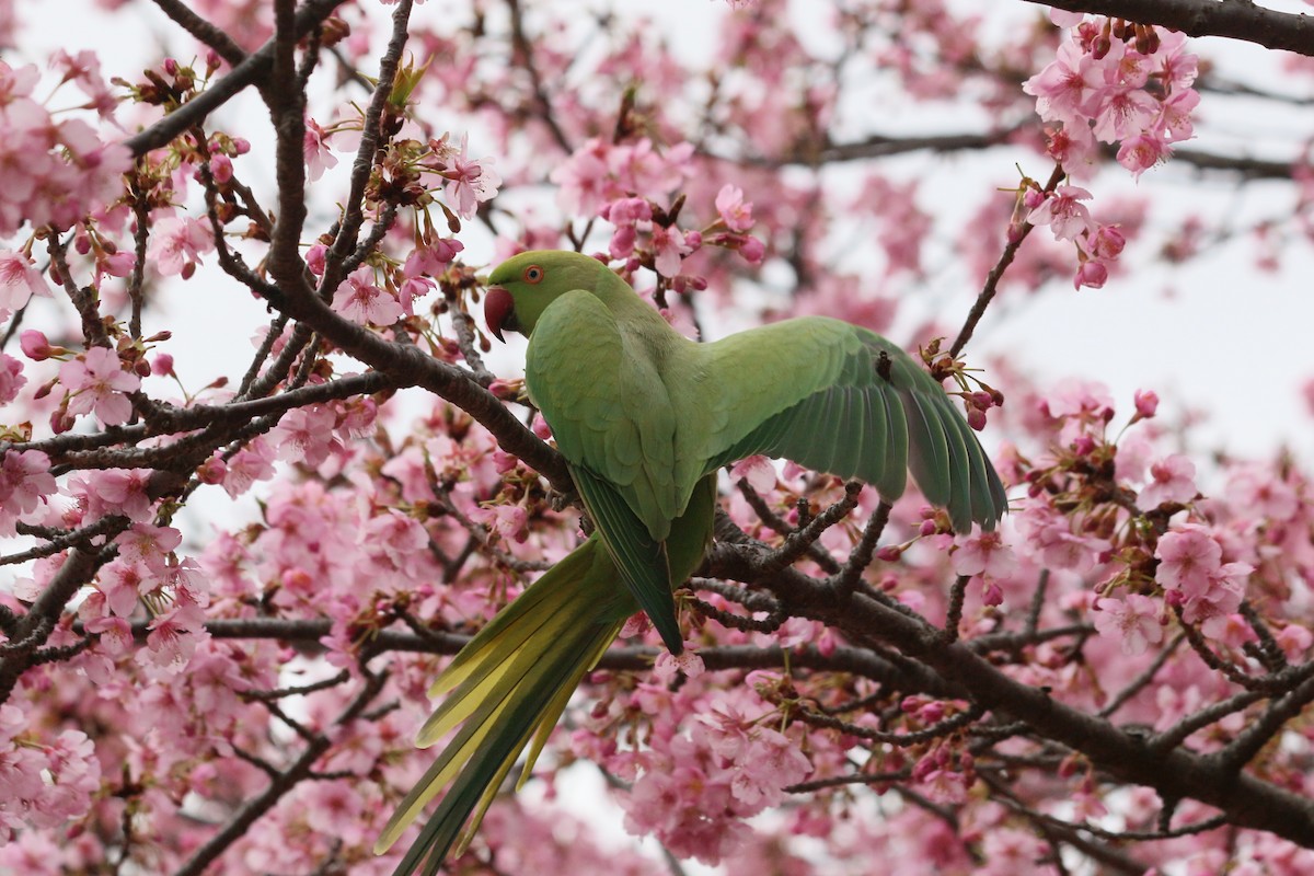 Папуга Крамера - ML646590826