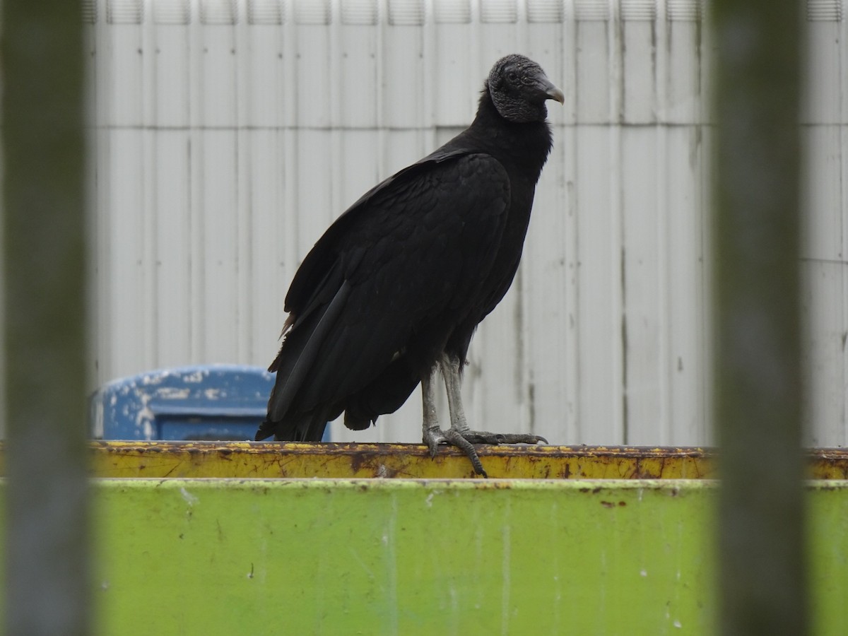 Black Vulture - ML646590827