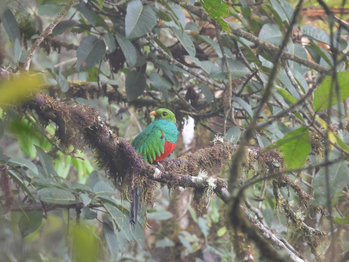 Quetzal doré - ML646590828