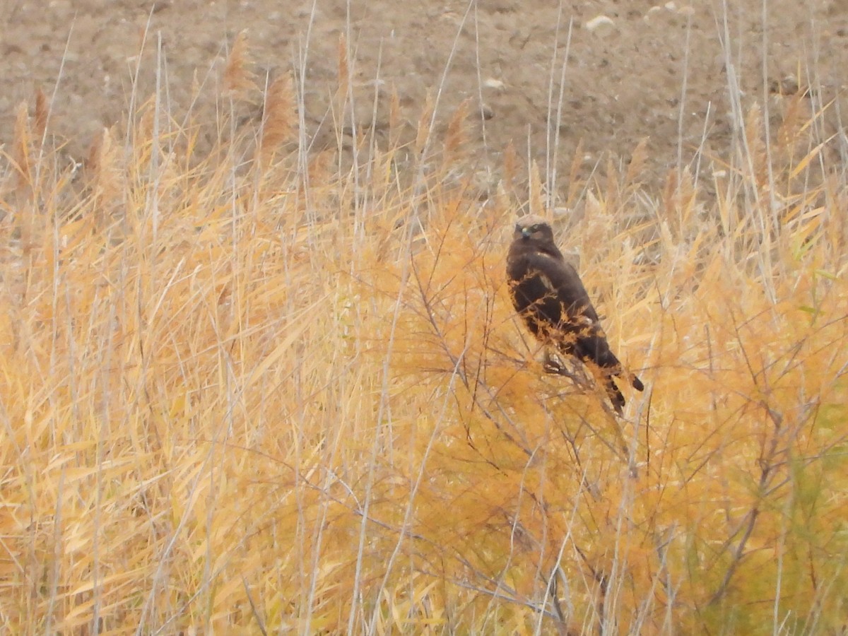 Western Marsh Harrier - ML646590829
