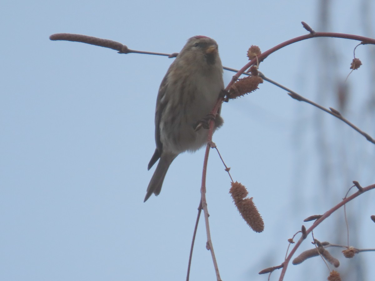 Redpoll - ML646590830