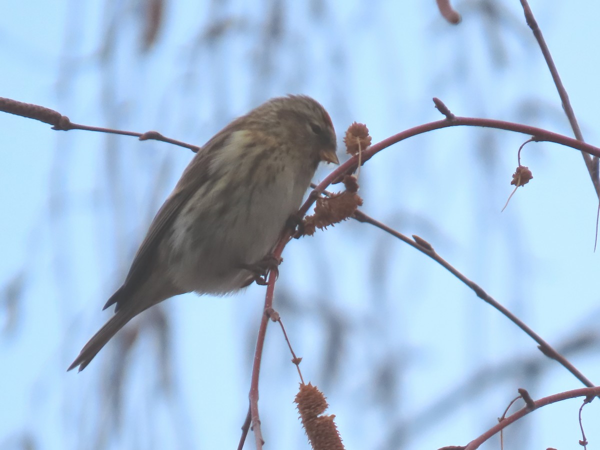 Redpoll - ML646590835