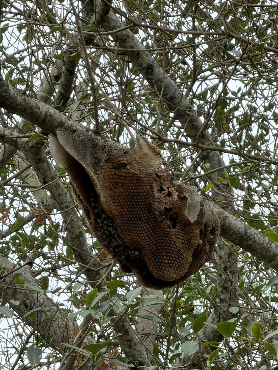 Honey Bees - ML646590836