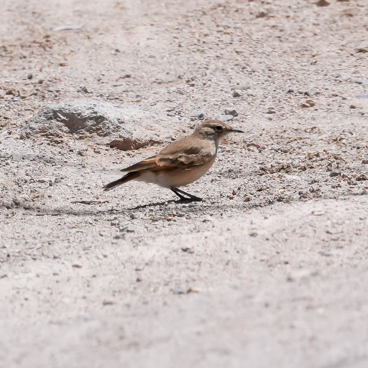 Puna Miner - ML646590839