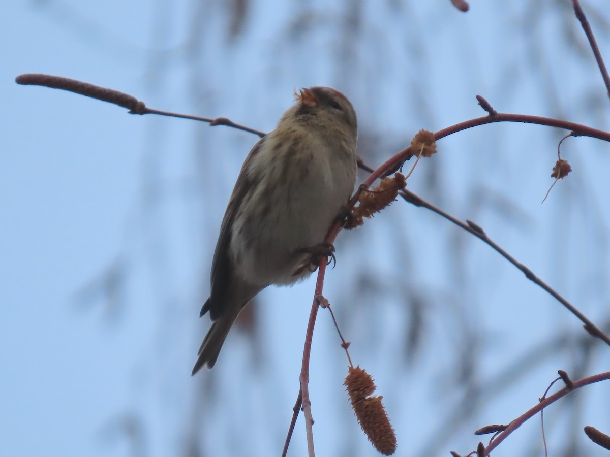 Redpoll - ML646590840