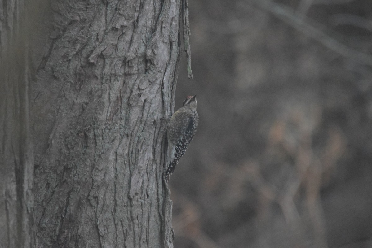 kanadasevjespett - ML646590842