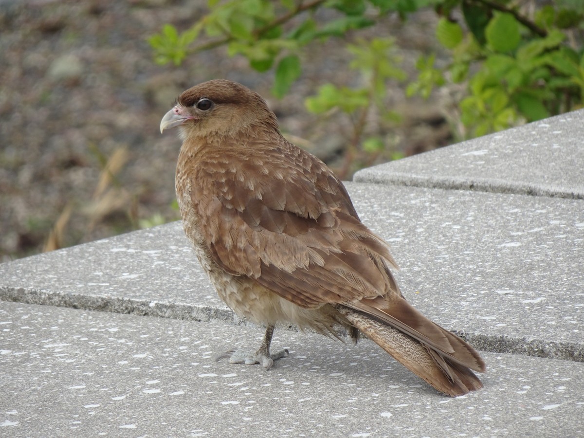 Chimango Caracara - ML646590844
