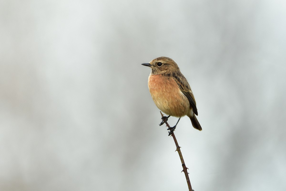 European Stonechat - ML646590847