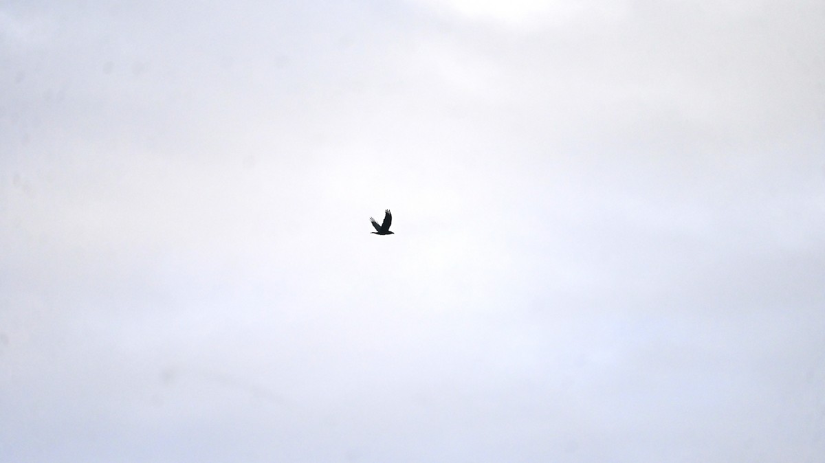 עורב שחור - ML646590849