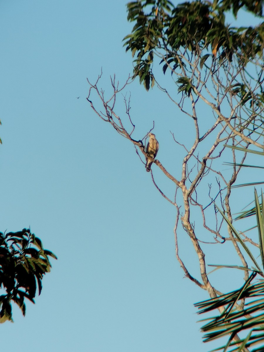 čimango žlutavý - ML646590850