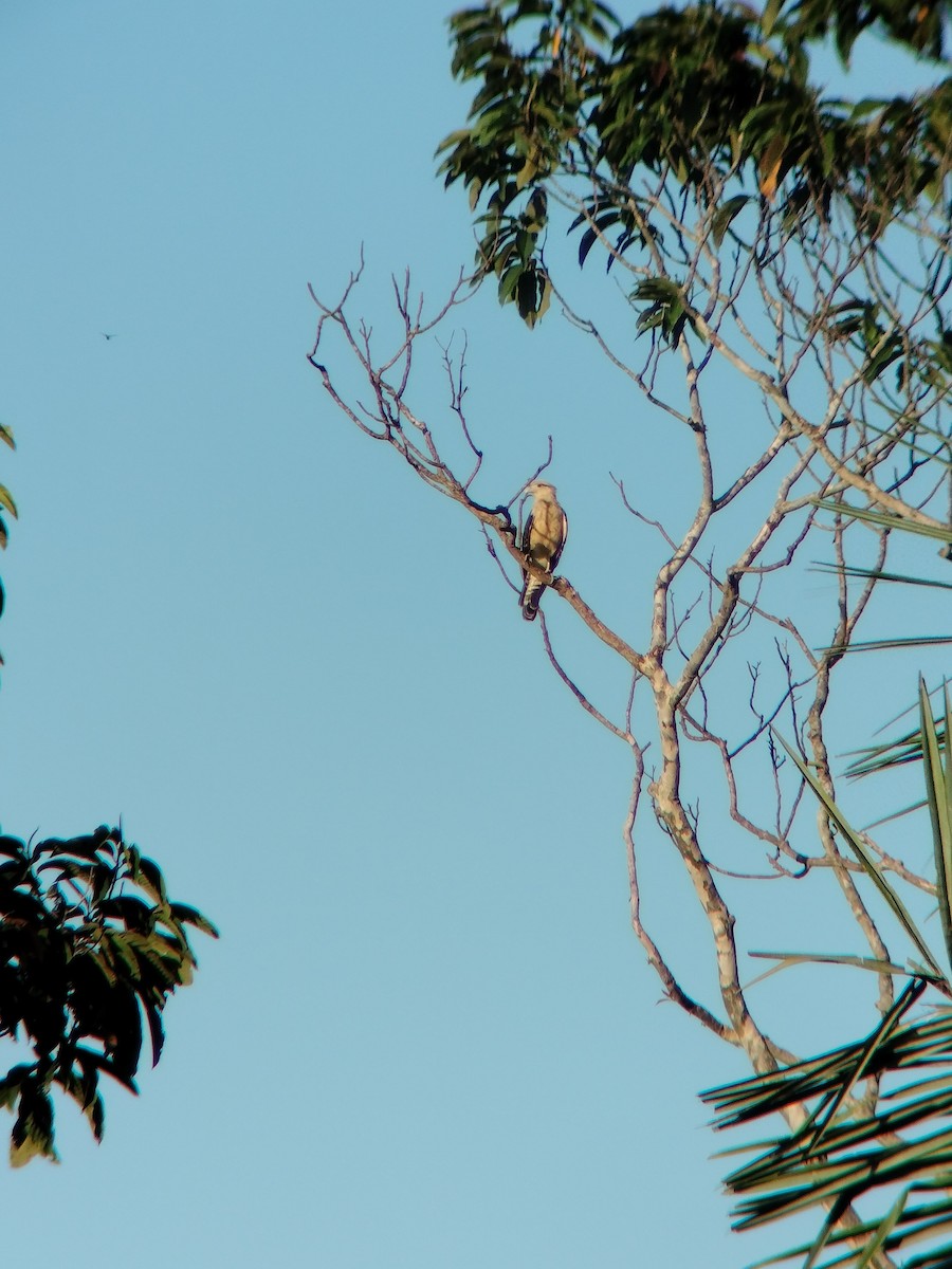 čimango žlutavý - ML646590851