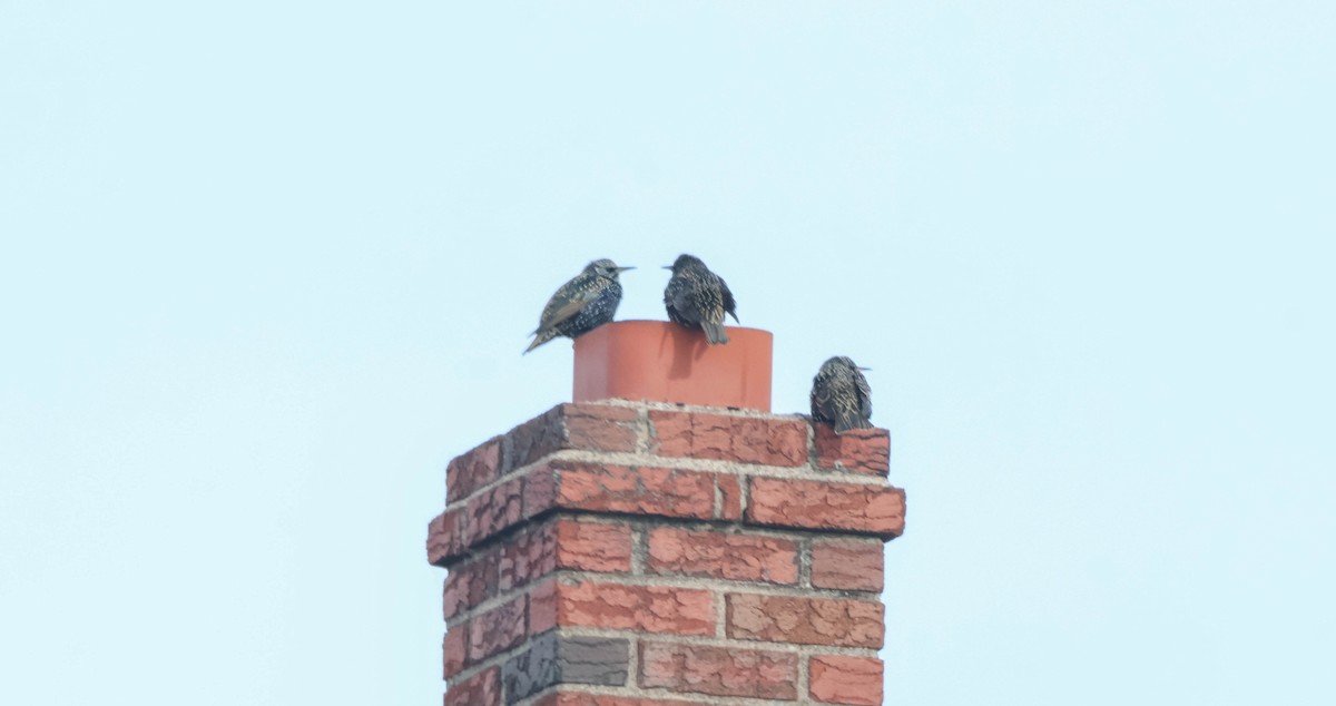 European Starling - ML646590852