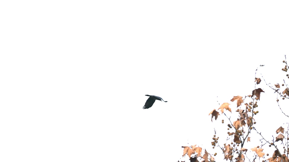 עורב אפור - ML646590853