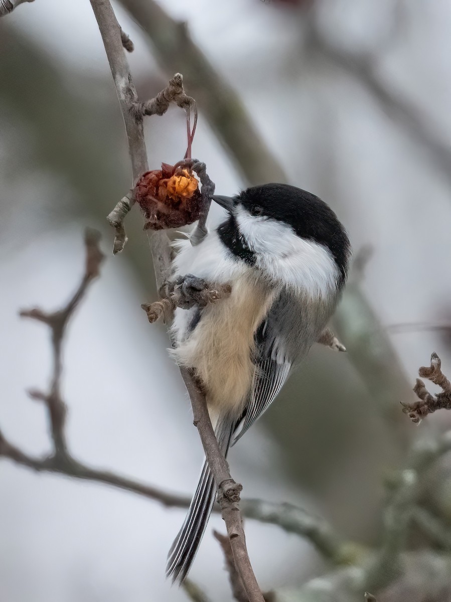 Black-capped Chickadee - ML646590855