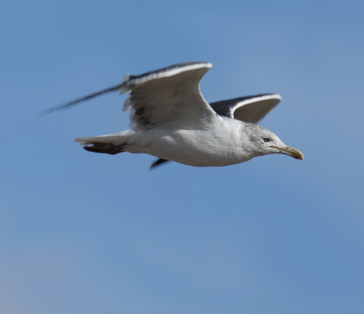 Lesser Black-backed Gull - ML646590859