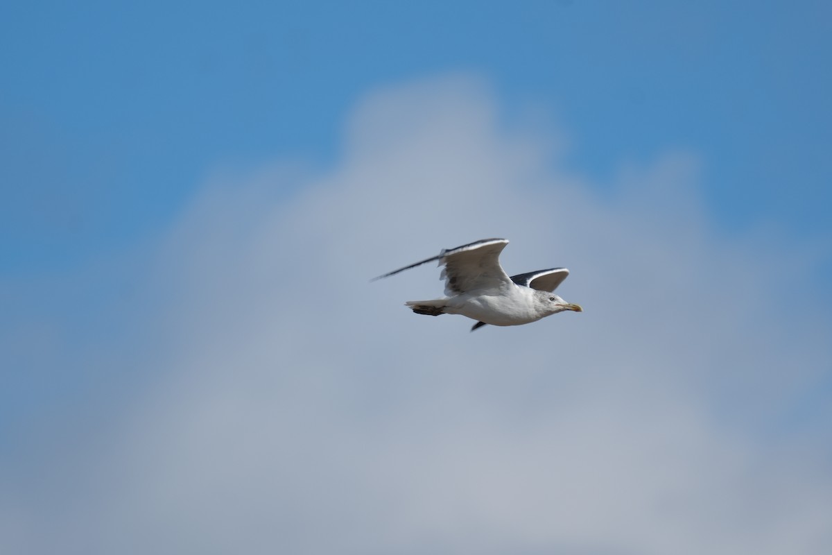 Lesser Black-backed Gull - ML646590860