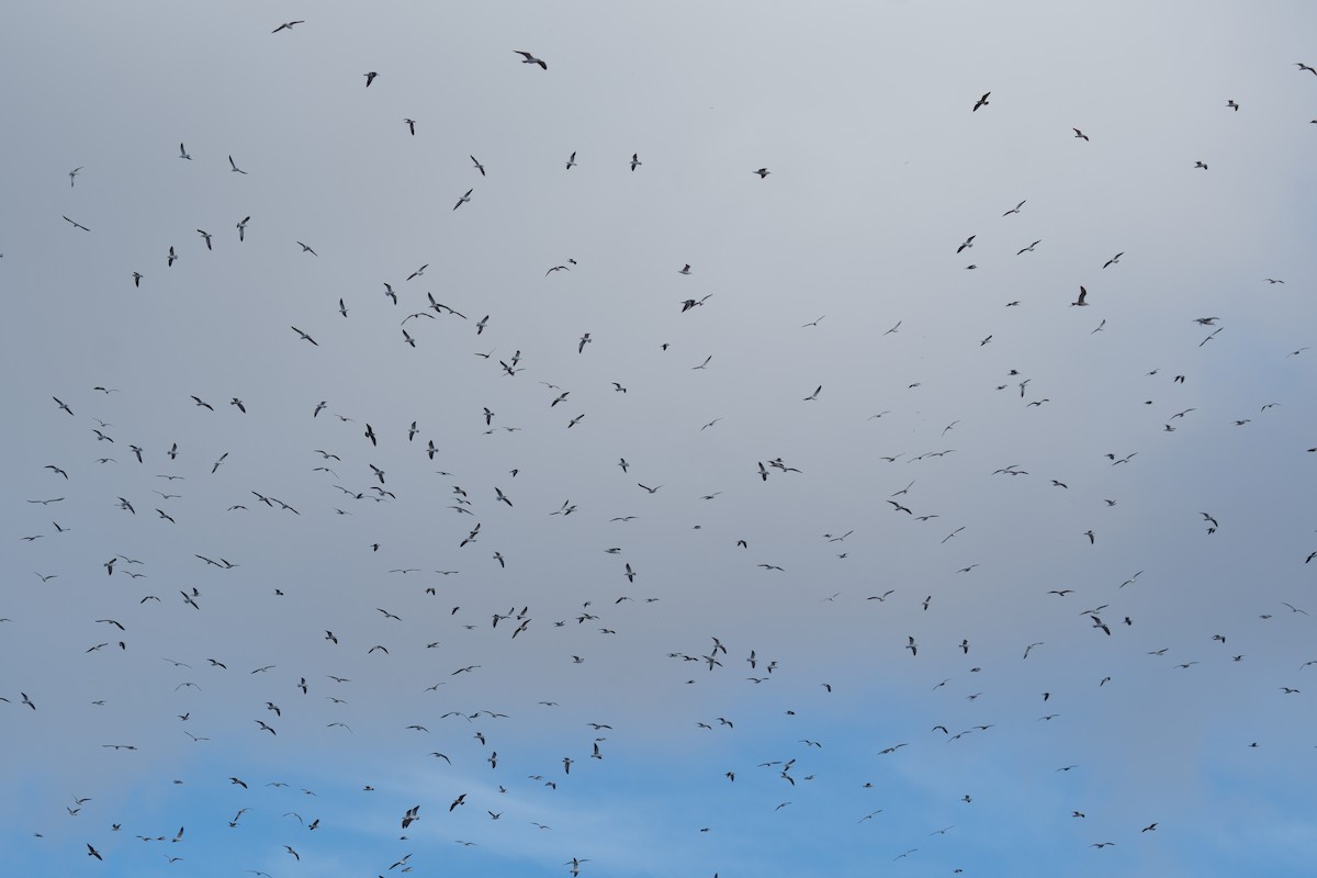 Lesser Black-backed Gull - ML646590861