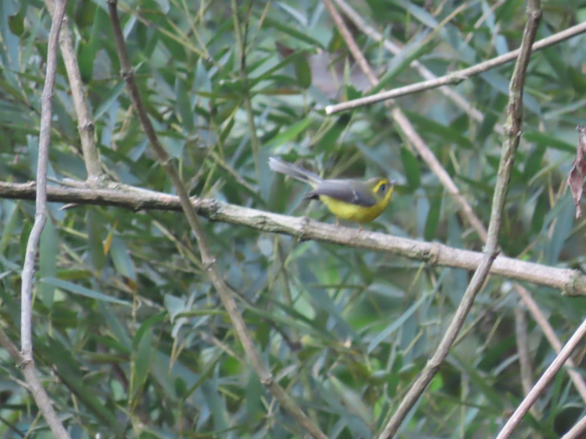 Yellow-bellied Fairy-Fantail - ML646590862