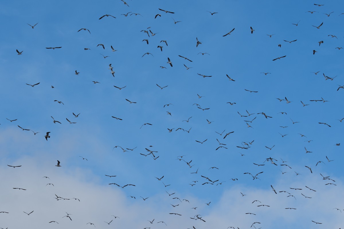 Lesser Black-backed Gull - ML646590863