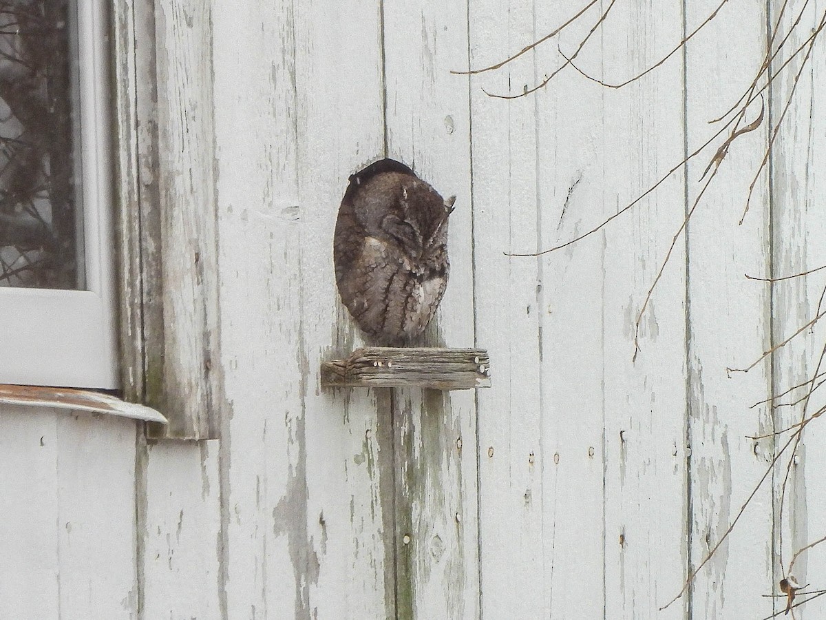 Ostkreischeule - ML646590864