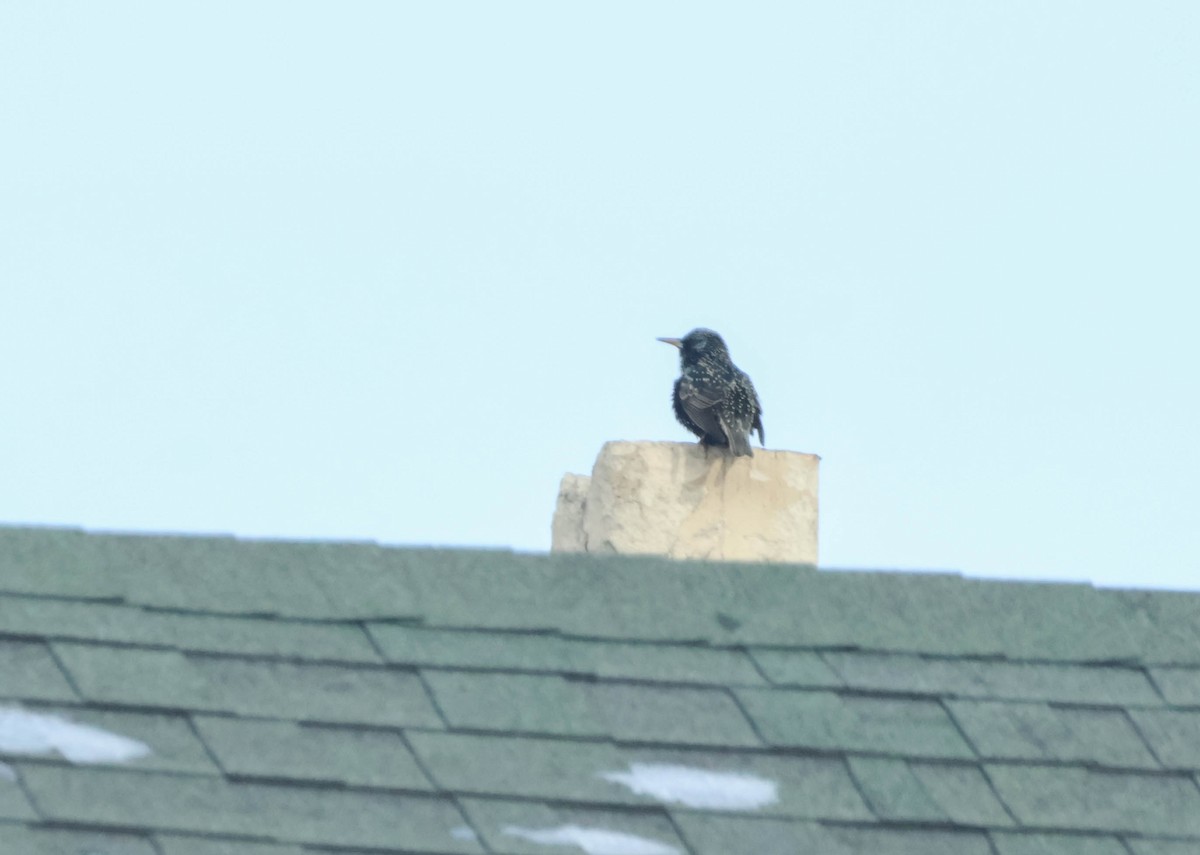 European Starling - ML646590865