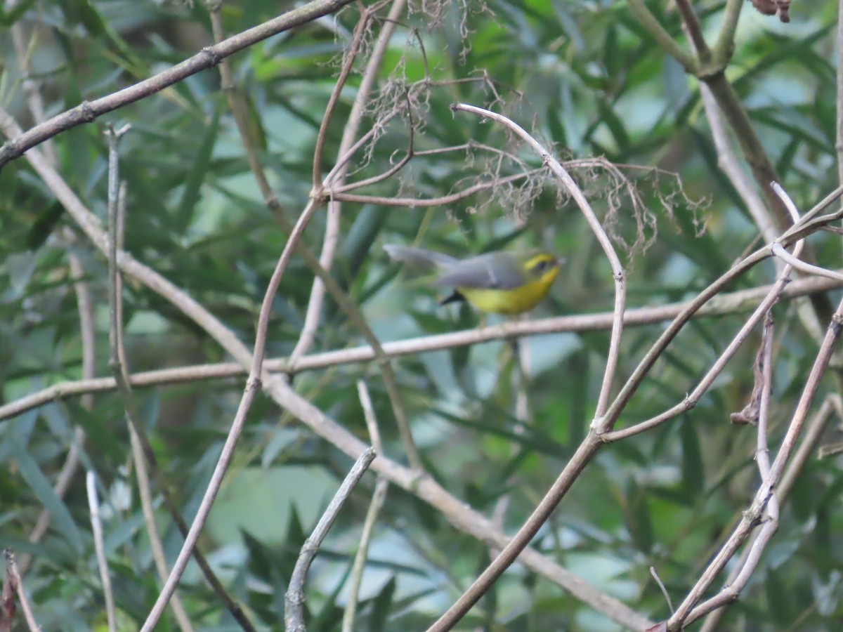 Yellow-bellied Fairy-Fantail - ML646590866