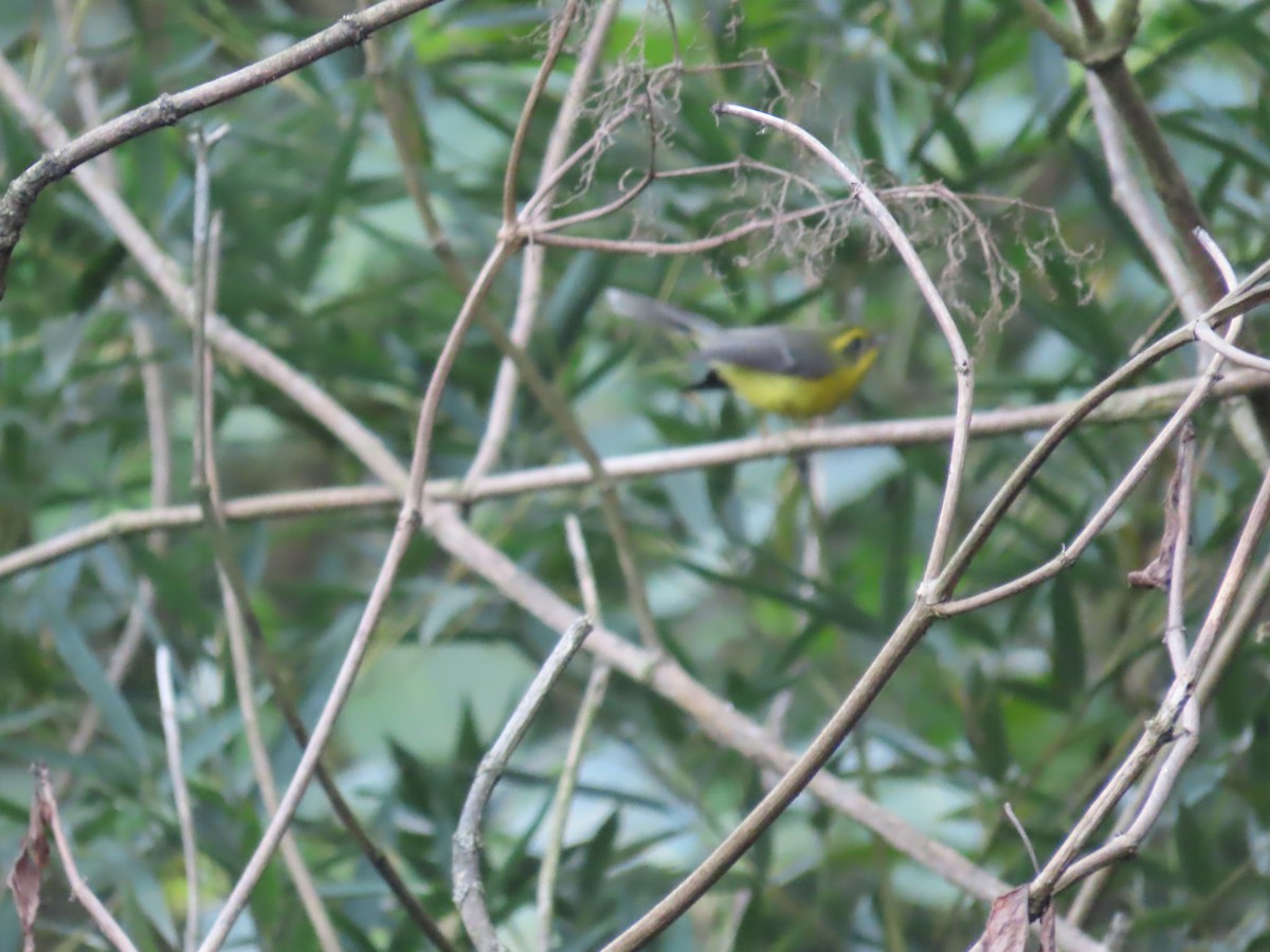 Yellow-bellied Fairy-Fantail - ML646590867