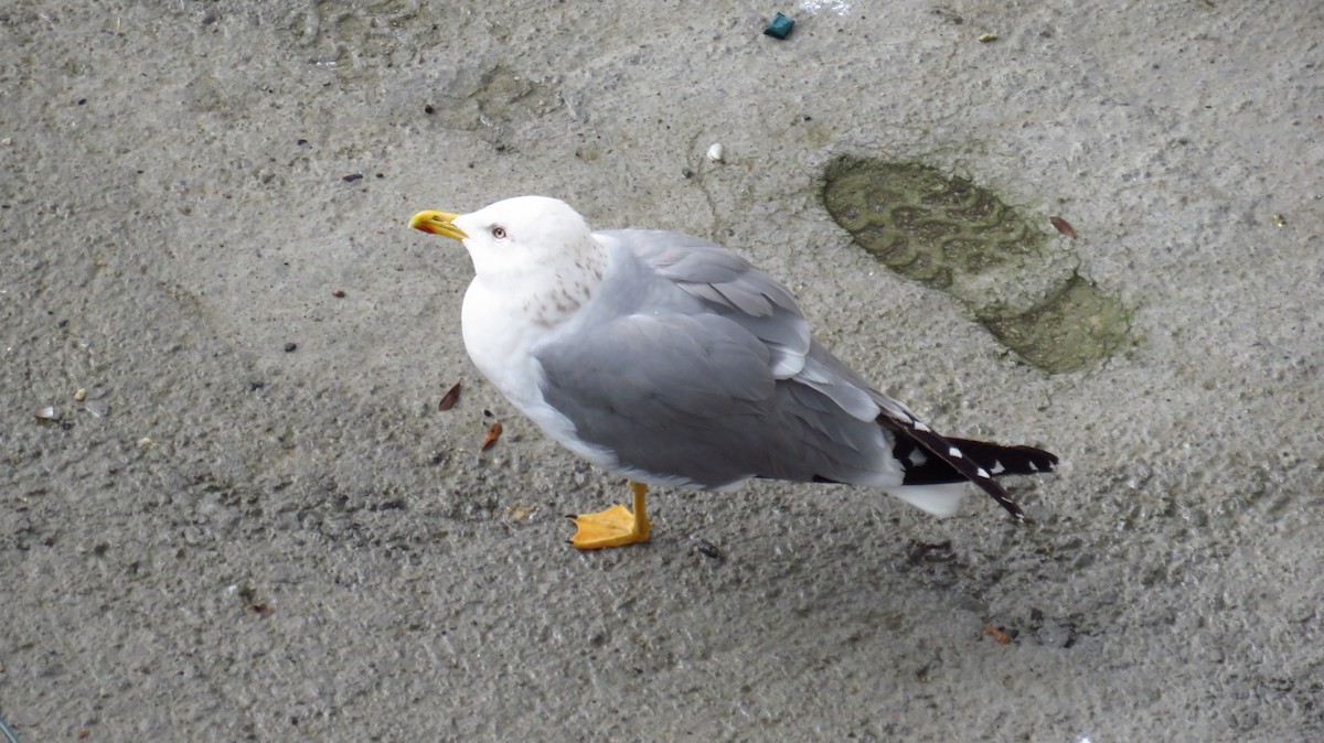 gulbeinmåke - ML646590869