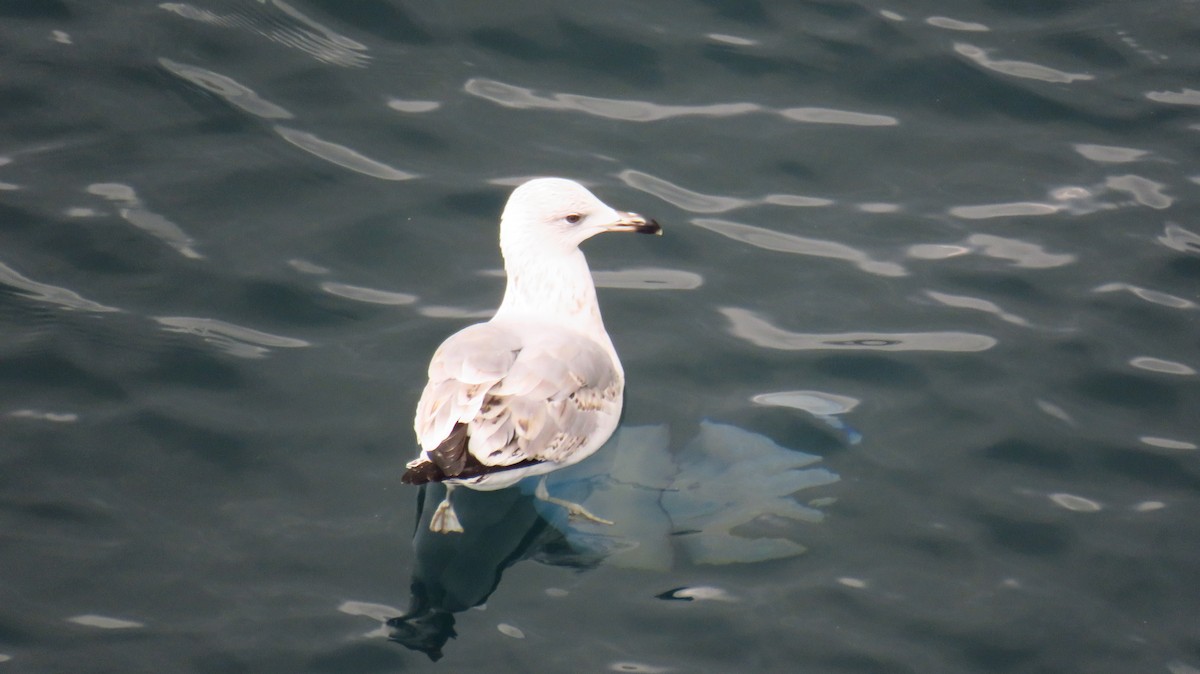 gulbeinmåke - ML646590871