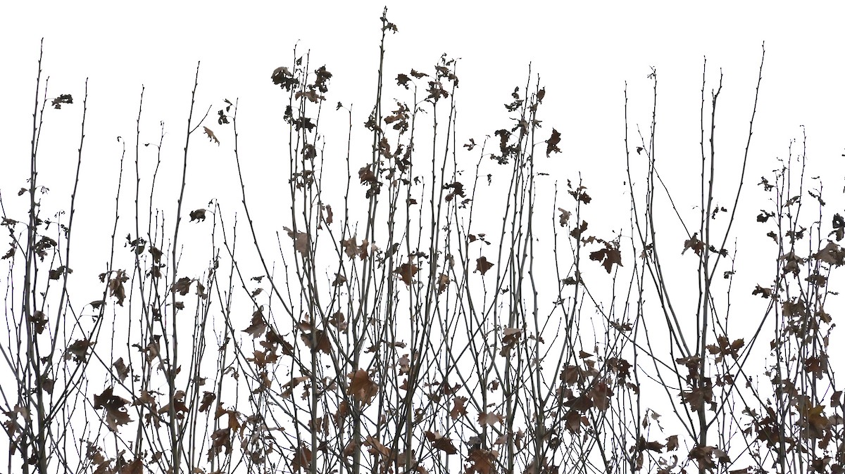 bokfink - ML646590873