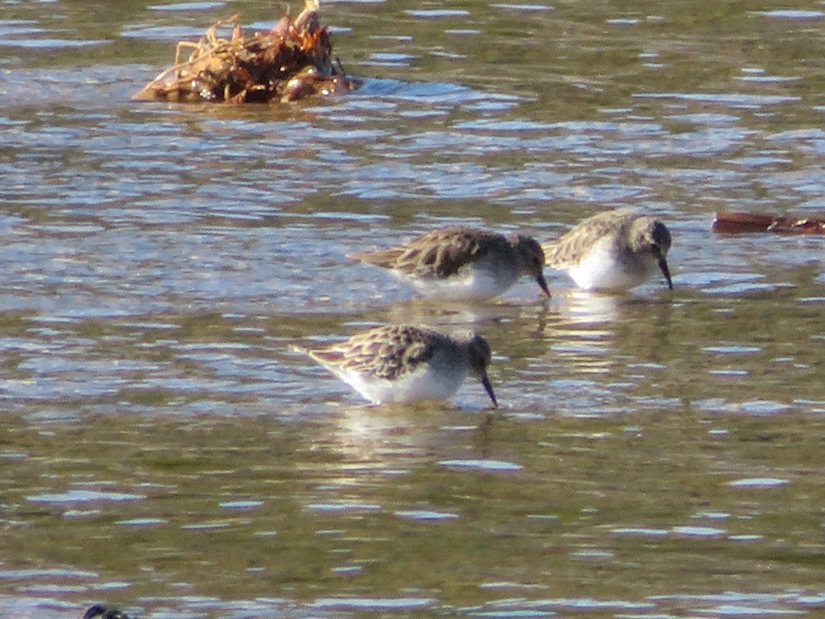 pygmésnipe - ML646590874