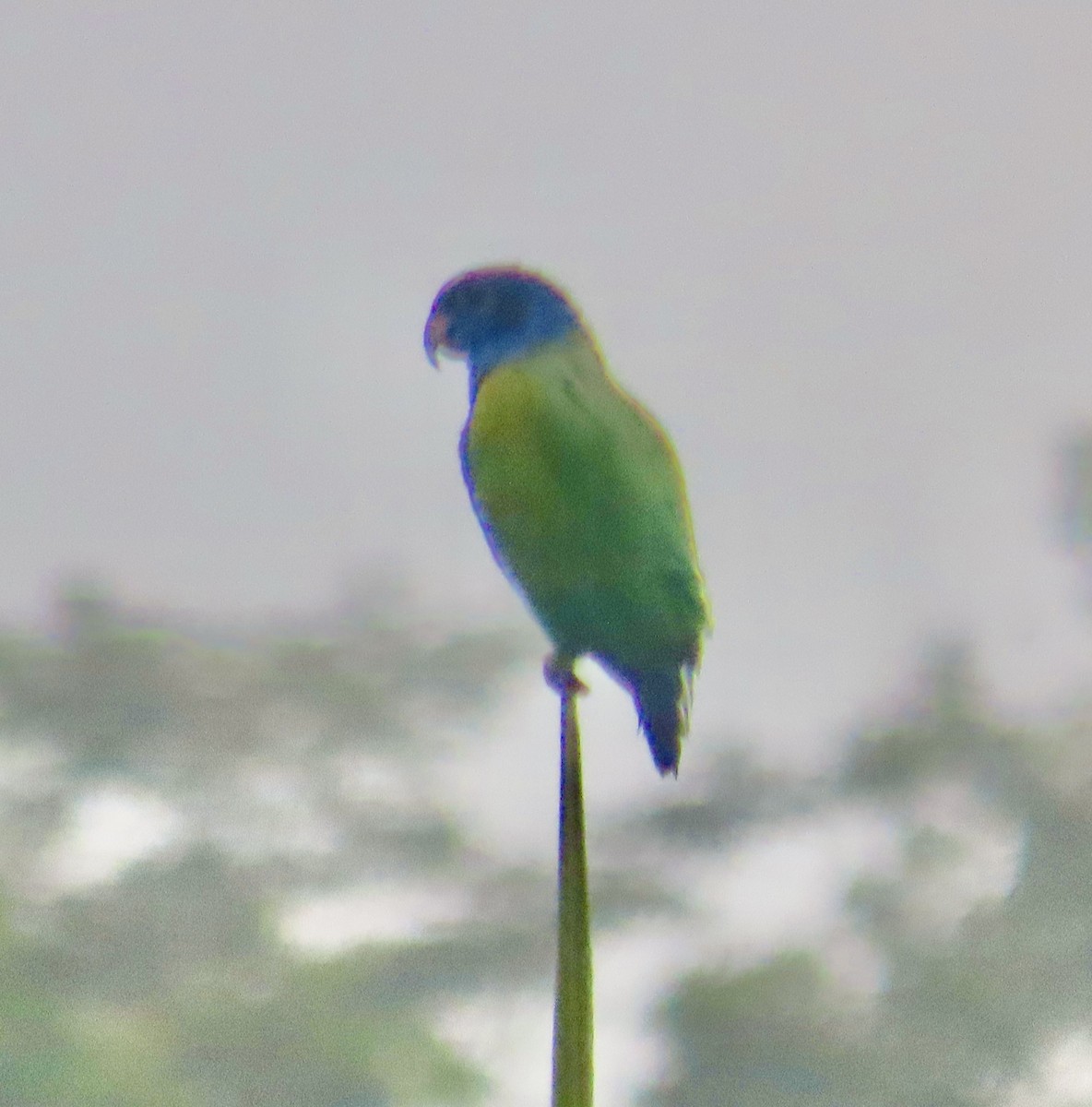 blåhodepapegøye - ML646590875