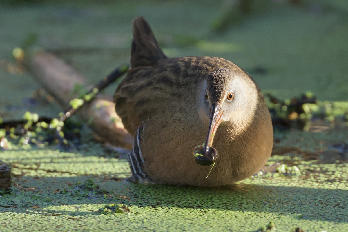 grynterikse - ML646590876