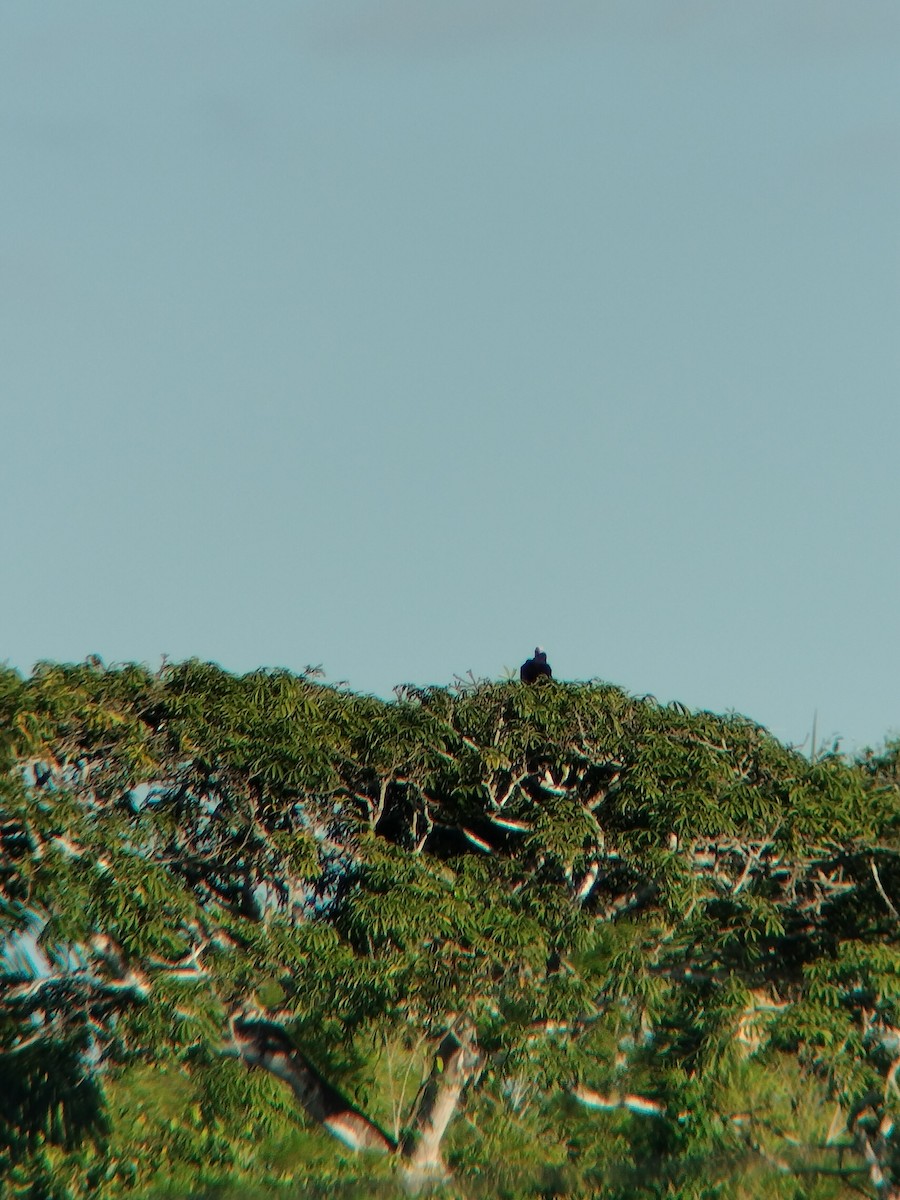 svartkondor - ML646590878