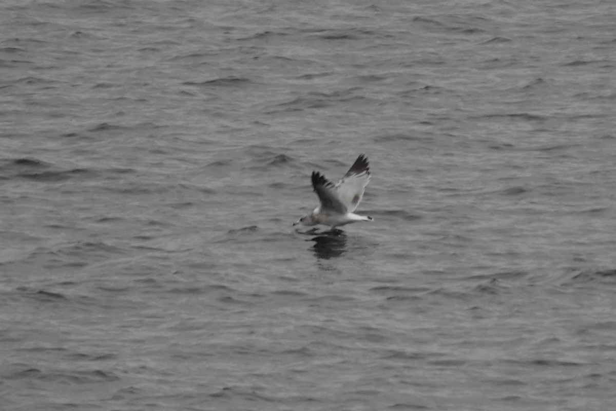 ringnebbmåke - ML646590882