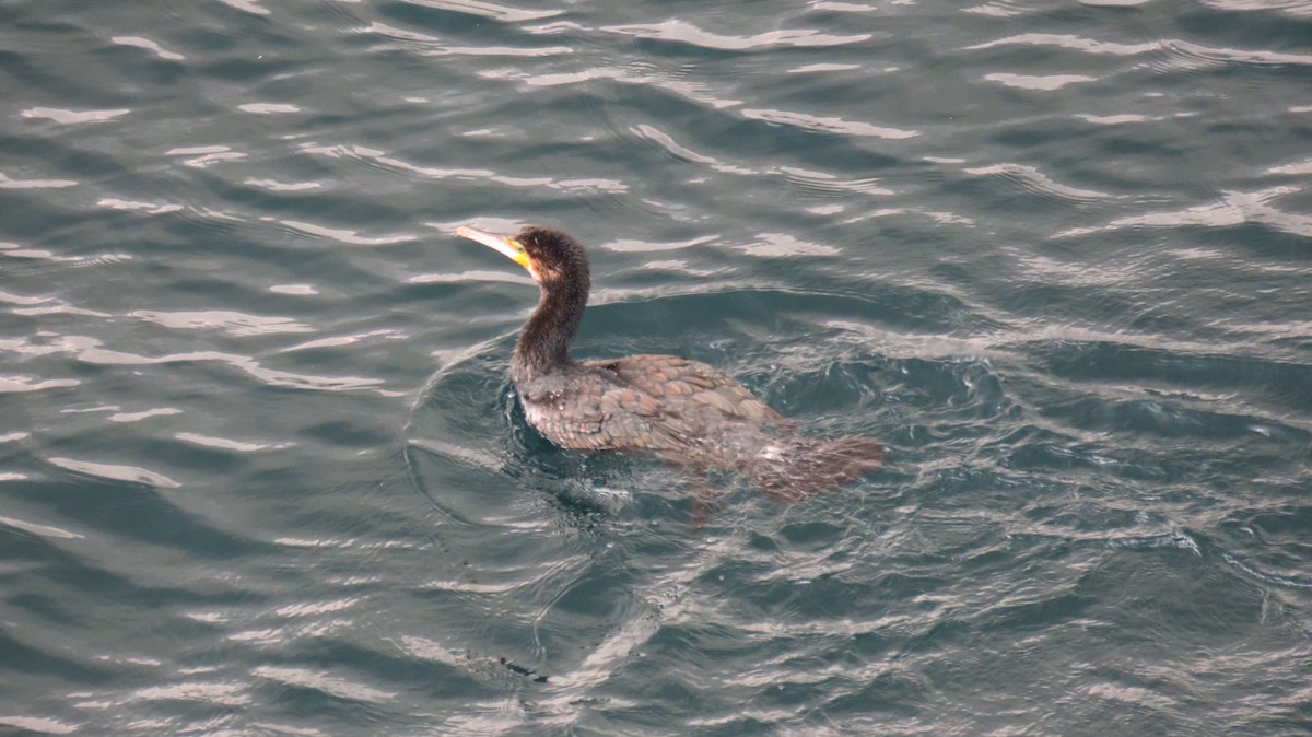 storskarv - ML646590884