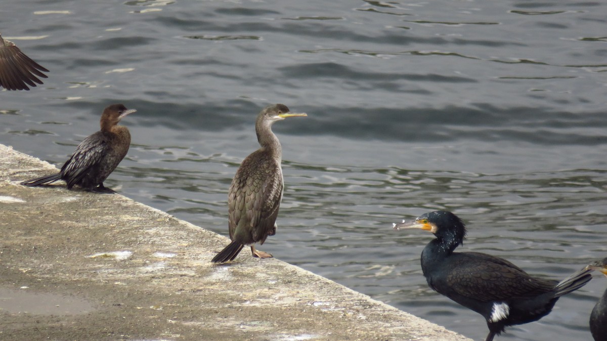 storskarv - ML646590885