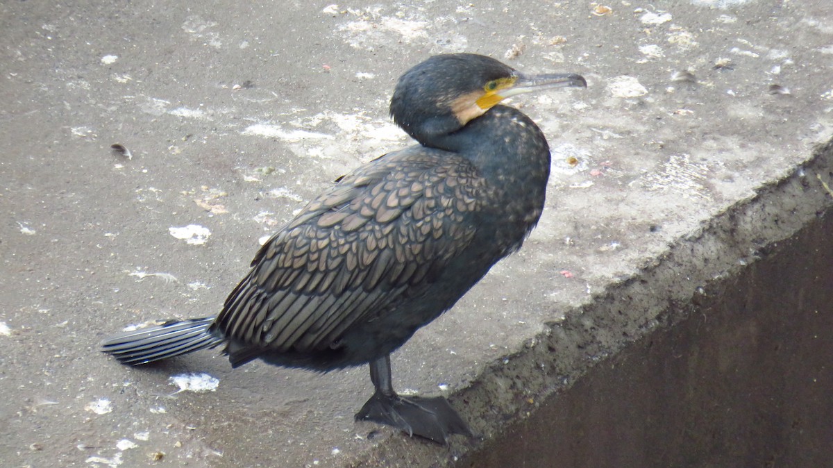 storskarv - ML646590886