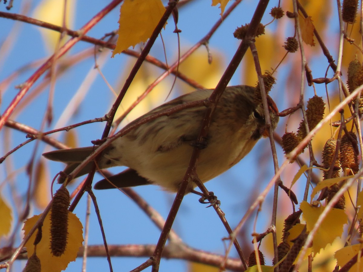 gråsisik - ML646590887