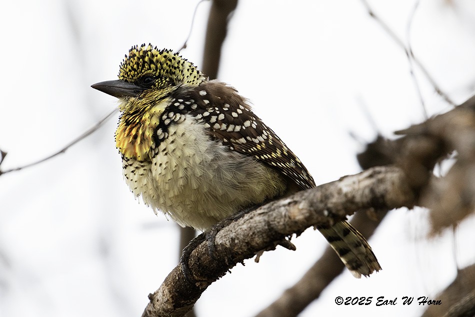 småperleskjeggfugl - ML646590888