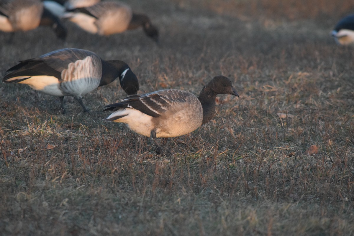 ringgås - ML646590889