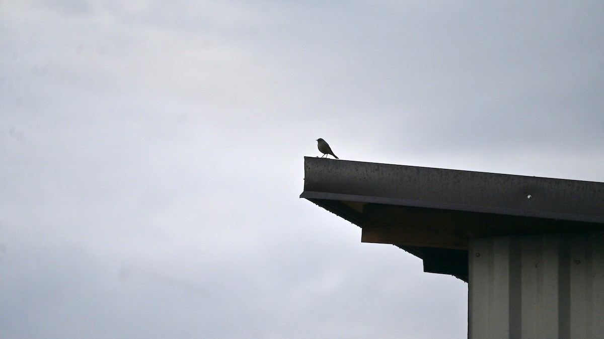 svartrødstjert - ML646590892