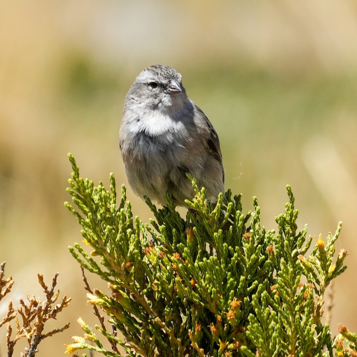 dvergandesspurv - ML646590893