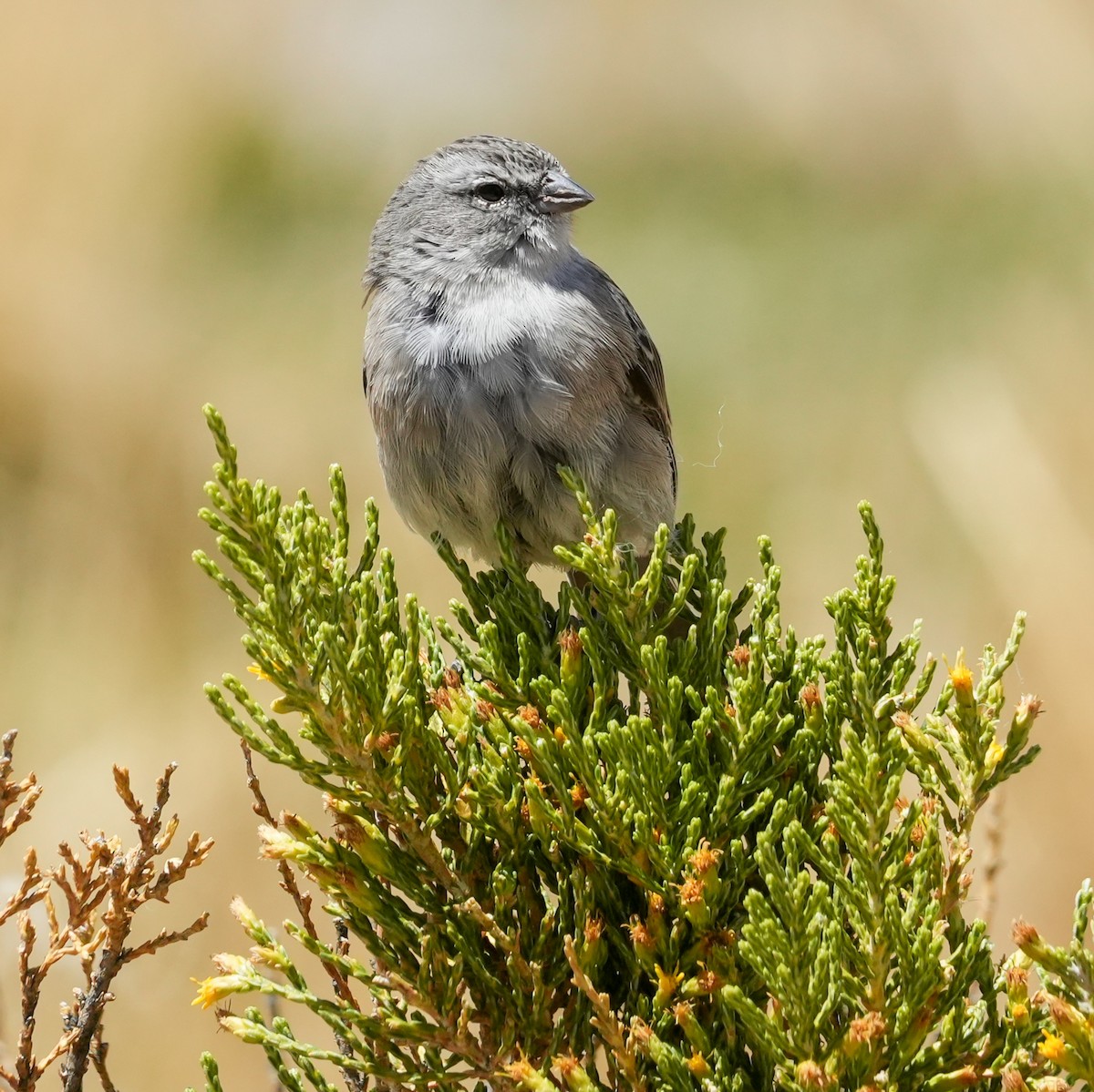 dvergandesspurv - ML646590894