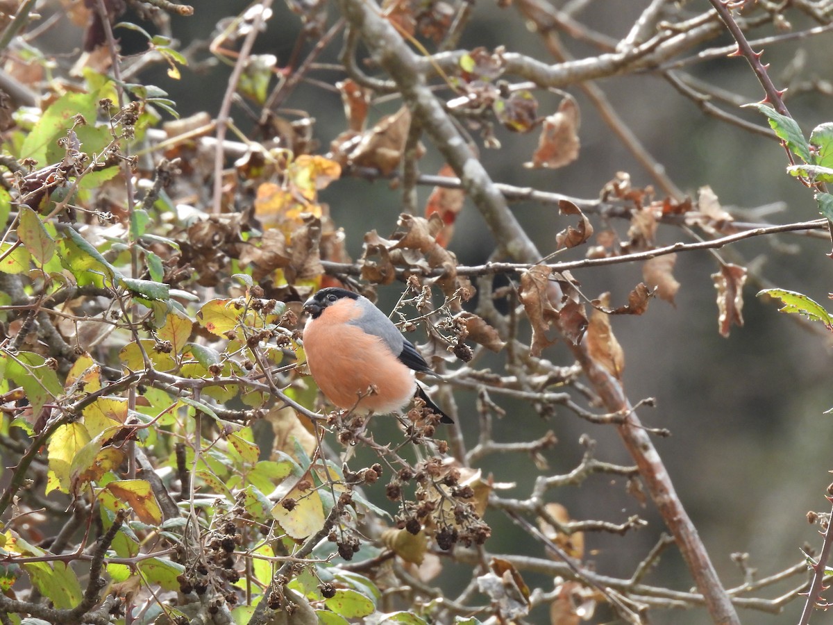 dompap - ML646590895