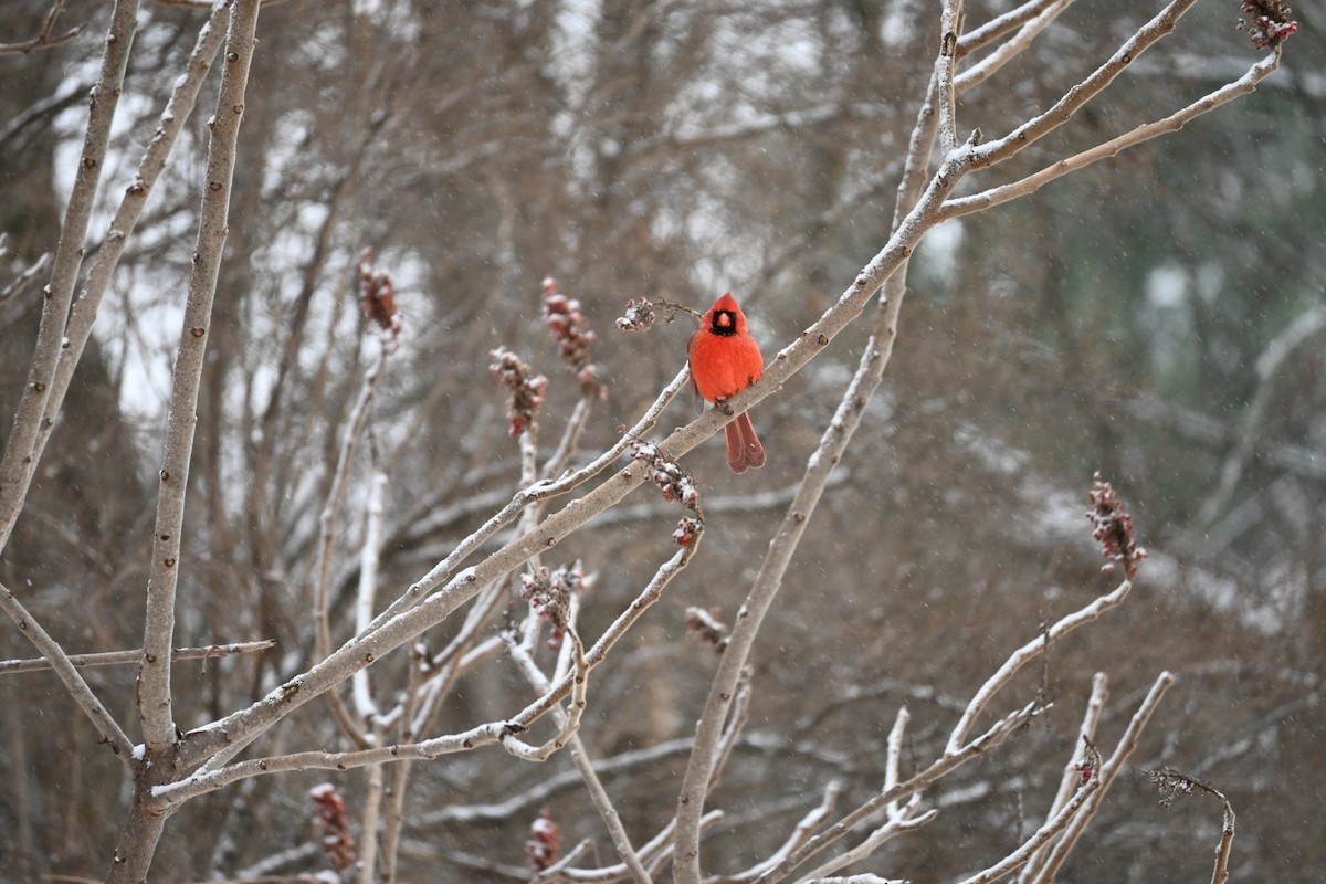 kardinál červený - ML646590899