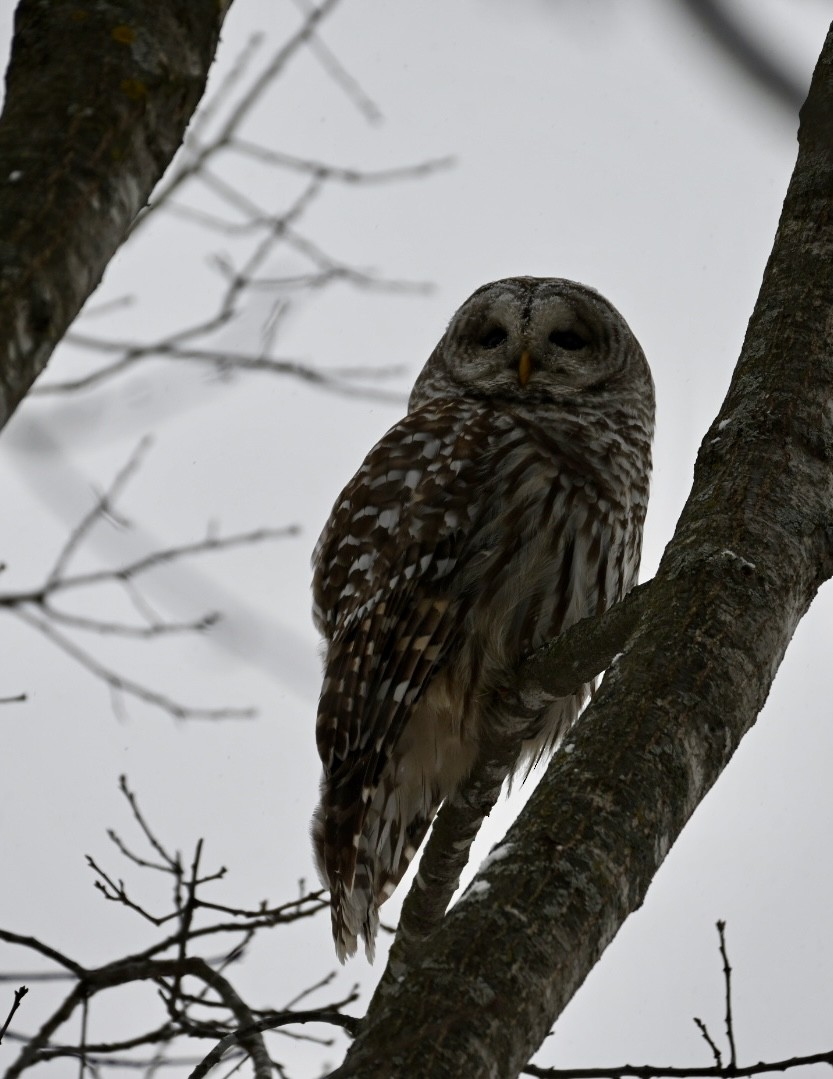 puštík proužkovaný - ML646590900